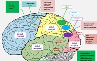 escribir es un acto neuronal o psicológico