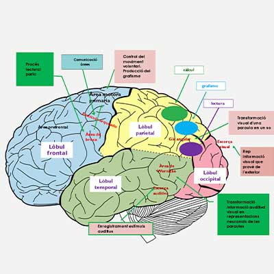 escribir es un acto neuronal o psicológico